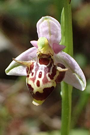 Ophrys stavri \ Stavros-Ragwurz / Stavros' Bee Orchid, Kefalonia/Cephalonia,  Sami 20.4.2024 