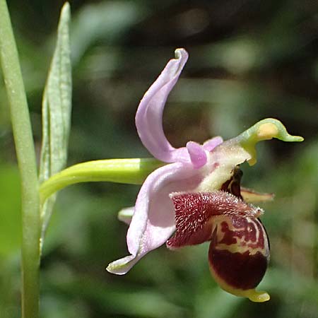 Ophrys stavri \ Stavros-Ragwurz / Stavros' Bee Orchid, Kefalonia/Cephalonia,  Sami 20.4.2024 