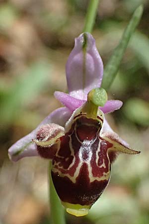 Ophrys stavri \ Stavros-Ragwurz / Stavros' Bee Orchid, Kefalonia/Cephalonia,  Sami 20.4.2024 