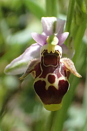 Ophrys stavri \ Stavros-Ragwurz / Stavros' Bee Orchid, Kefalonia/Cephalonia,  Sami 20.4.2024 
