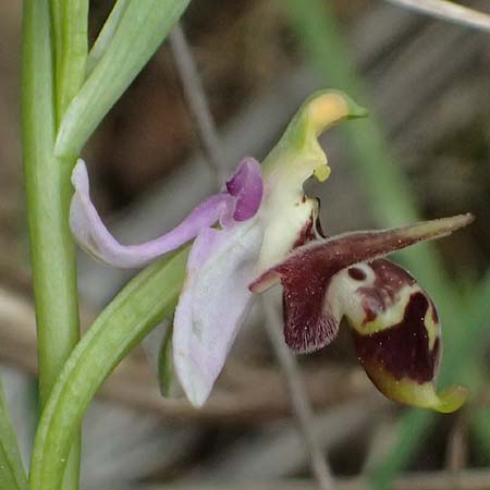 Ophrys stavri \ Stavros-Ragwurz / Stavros' Bee Orchid, Kefalonia/Cephalonia,  Paralia Trapezaki 21.4.2024 
