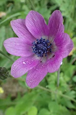 Anemone coronaria \ Kronen-Anemone / Poppy Anemone, Crown Anemone, Kos Zipari 9.4.2026