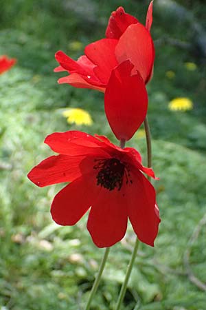 Anemone coronaria \ Kronen-Anemone / Poppy Anemone, Crown Anemone, Kos Agios Nektarios 10.4.2026