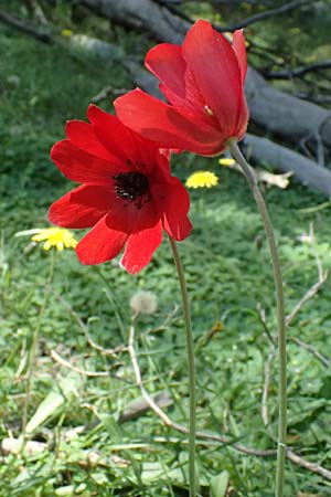 Anemone coronaria \ Kronen-Anemone / Poppy Anemone, Crown Anemone, Kos Agios Nektarios 10.4.2026