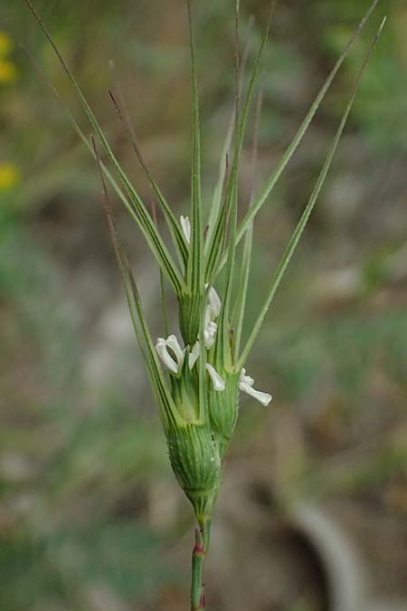 Aegilops biuncialis \ Zweizoll-Walch / Two-Inch Goatgrass, Kos Psalidi Wetlands 15.4.2026