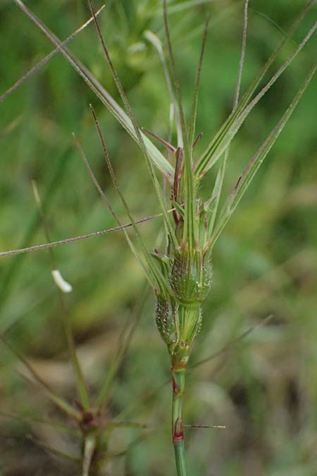 Aegilops biuncialis \ Zweizoll-Walch / Two-Inch Goatgrass, Kos Psalidi Wetlands 15.4.2026