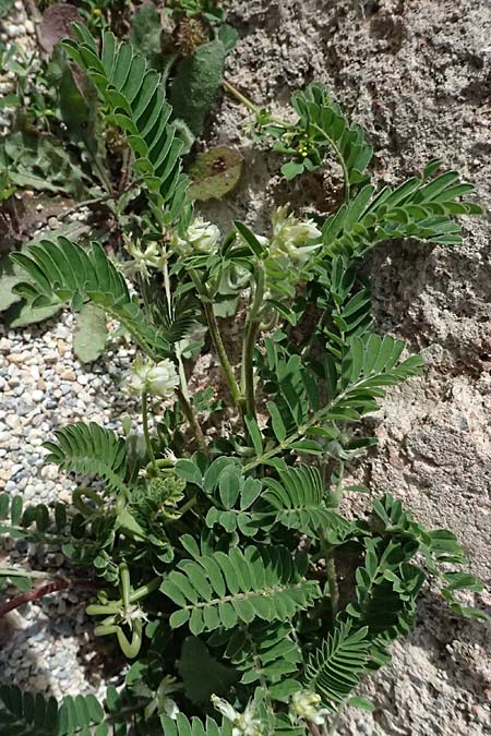 Astragalus hamosus \ Haken-Tragant / Southern Milk-Vetch, Kos  11.4.2026