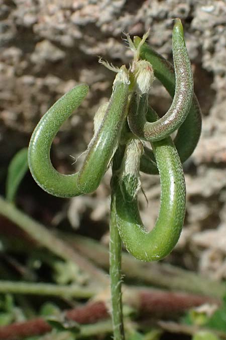 Astragalus hamosus \ Haken-Tragant / Southern Milk-Vetch, Kos  11.4.2026