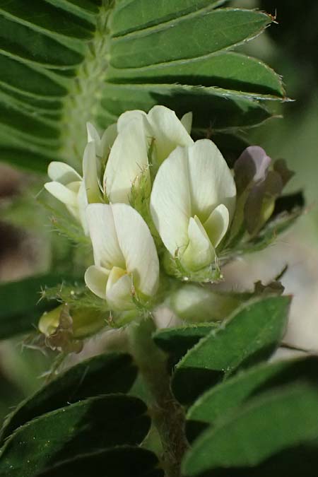 Astragalus hamosus \ Haken-Tragant / Southern Milk-Vetch, Kos  11.4.2026