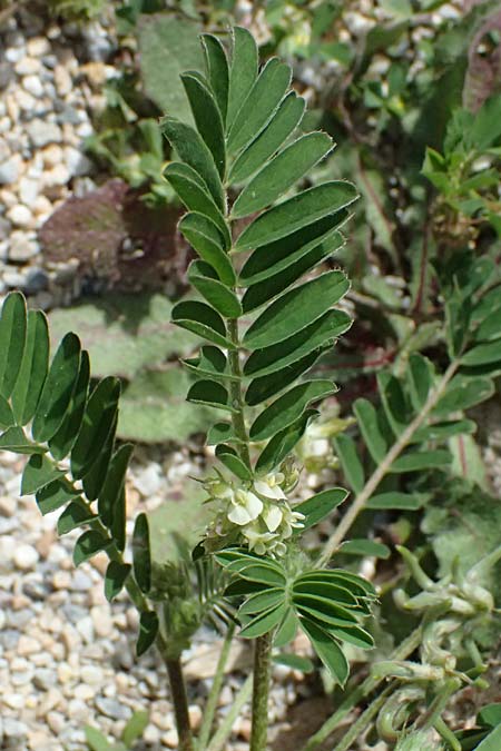 Astragalus hamosus \ Haken-Tragant / Southern Milk-Vetch, Kos  11.4.2026