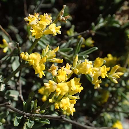 Anthyllis hermanniae \ Dorniger Wundklee / Shrubby Kidney Vetch, Kos Paradise Beach 12.4.2026