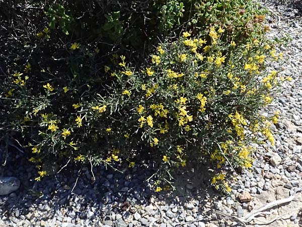 Anthyllis hermanniae \ Dorniger Wundklee / Shrubby Kidney Vetch, Kos Paradise Beach 12.4.2026