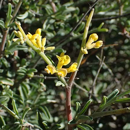 Anthyllis hermanniae \ Dorniger Wundklee / Shrubby Kidney Vetch, Kos Paradise Beach 12.4.2026
