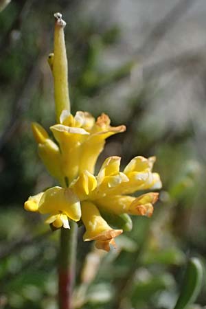 Anthyllis hermanniae \ Dorniger Wundklee / Shrubby Kidney Vetch, Kos Paradise Beach 12.4.2026