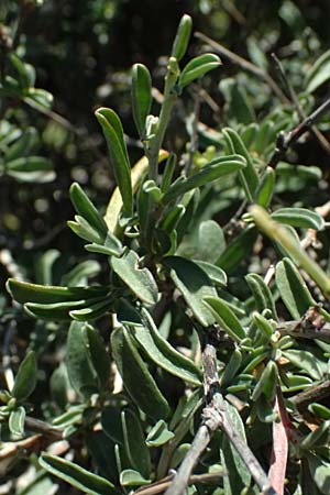 Anthyllis hermanniae \ Dorniger Wundklee / Shrubby Kidney Vetch, Kos Paradise Beach 12.4.2026