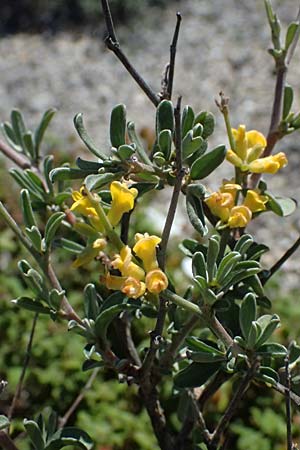 Anthyllis hermanniae \ Dorniger Wundklee / Shrubby Kidney Vetch, Kos Paradise Beach 12.4.2026
