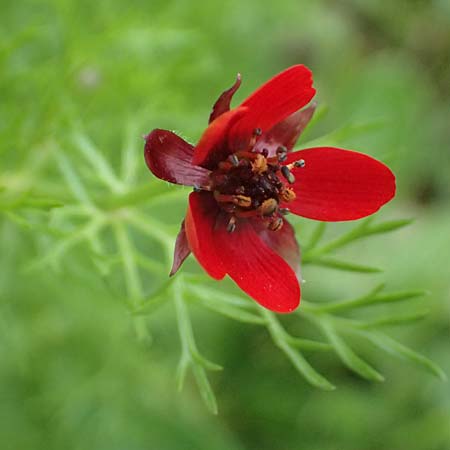 Adonis microcarpa \ Kleinfr�chtiges Adonisr�schen / Small-Fruit Pheasant's Eye, Red Chamomile, Kos Zipari 9.4.2026
