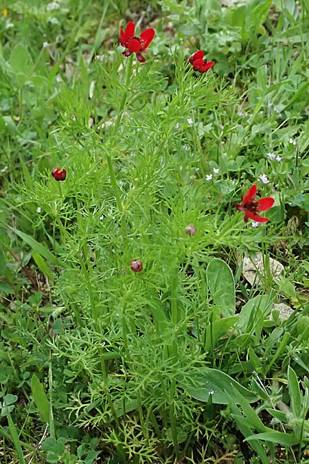 Adonis microcarpa \ Kleinfr�chtiges Adonisr�schen / Small-Fruit Pheasant's Eye, Red Chamomile, Kos Zipari 9.4.2026