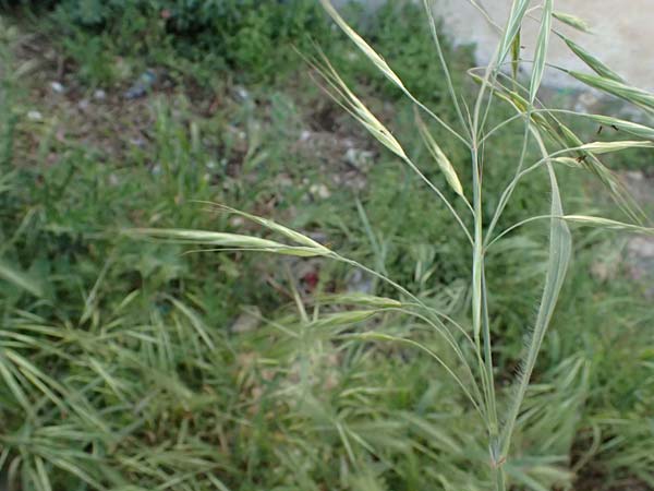 Bromus sterilis \ Taube Trespe / Poverty Brome, Kos  8.4.2026