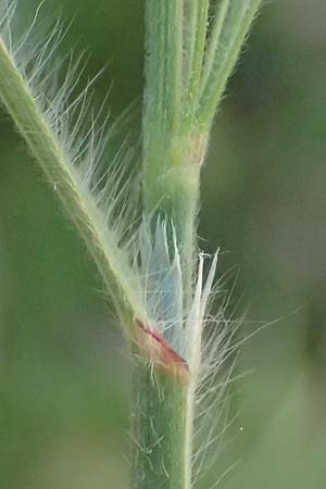 Bromus sterilis \ Taube Trespe / Poverty Brome, Kos  8.4.2026