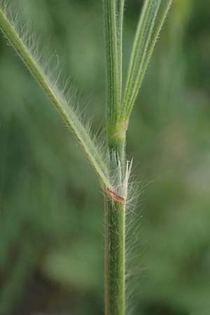 Bromus sterilis \ Taube Trespe / Poverty Brome, Kos  8.4.2026