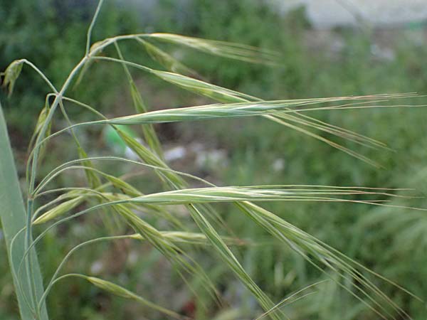 Bromus sterilis \ Taube Trespe / Poverty Brome, Kos  8.4.2026