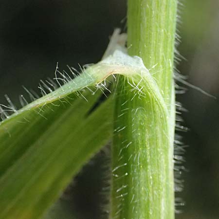 Bromus sterilis \ Taube Trespe / Poverty Brome, Kos Salt-Lake Alikes 9.4.2026