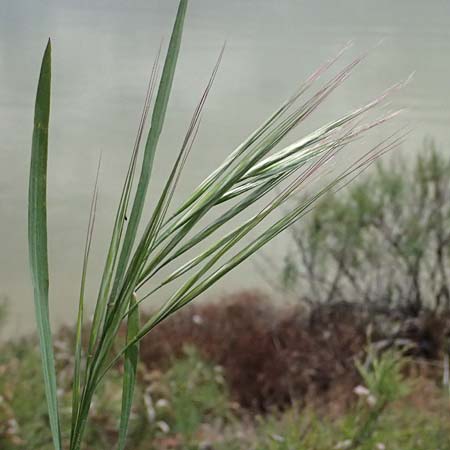 Bromus sterilis \ Taube Trespe / Poverty Brome, Kos Salt-Lake Alikes 9.4.2026