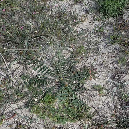 Brassica tournefortii \ Sahara-Kohl, Kos Salt-Lake Alikes 9.4.2026