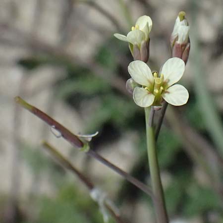 Brassica tournefortii \ Sahara-Kohl, Kos Salt-Lake Alikes 9.4.2026