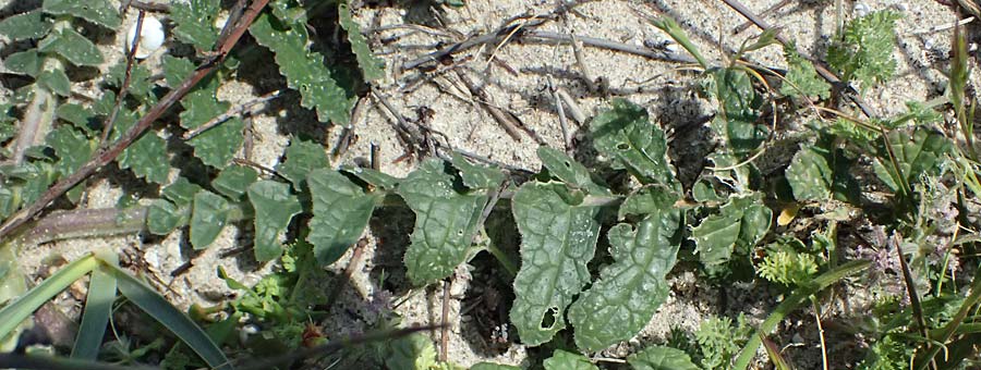 Brassica tournefortii \ Sahara-Kohl, Kos Salt-Lake Alikes 9.4.2026