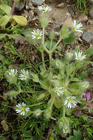 Cerastium comatum \ Haariges Hornkraut, Kos Dikeos 14.4.2026