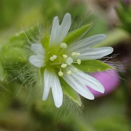 Cerastium comatum \ Haariges Hornkraut, Kos Dikeos 14.4.2026