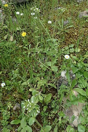 Cerastium glomeratum \ Kn�uel-Hornkraut / Sticky Mouse-Ear, Kos Dikeos 14.4.2026