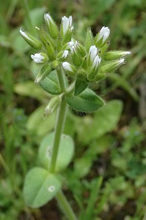 Cerastium glomeratum \ Kn�uel-Hornkraut / Sticky Mouse-Ear, Kos Dikeos 14.4.2026