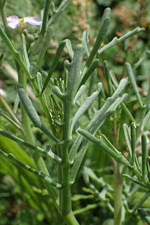 Cakile maritima \ Europ�ischer Meersenf, Kos Salt-Lake Alikes 9.4.2026