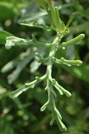 Cakile maritima \ Europ�ischer Meersenf, Kos Salt-Lake Alikes 9.4.2026