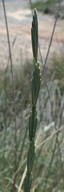 Elymus striatulus \ D�nen-Quecke, Strandweizen / Russian Wheat Grass, Kos Kephalos 8.4.2026