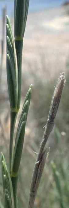 Elymus striatulus \ D�nen-Quecke, Strandweizen / Russian Wheat Grass, Kos Kephalos 8.4.2026