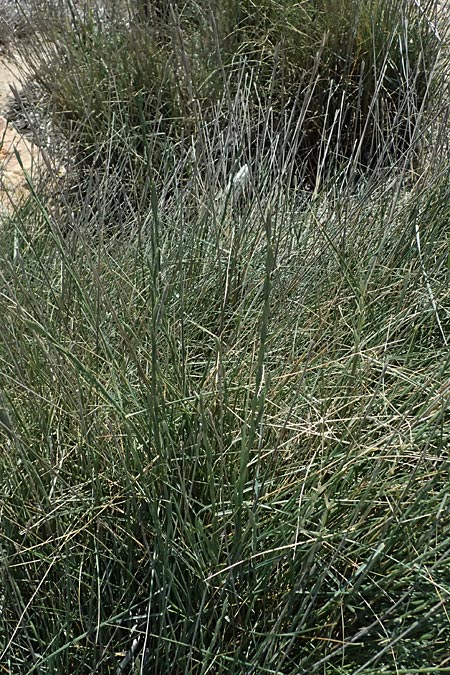 Elymus striatulus \ D�nen-Quecke, Strandweizen / Russian Wheat Grass, Kos Kephalos 8.4.2026