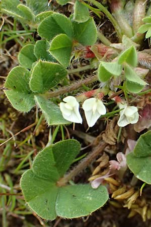 Trifolium uniflorum \ Einbl�tiger Klee, Kos Dikeos 14.4.2026
