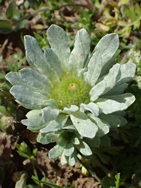 Filago pygmaea \ Zwerg-Edelwei� / Pygmy Cudweed, Kos Kephalos 8.4.2026