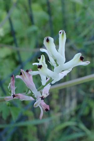 Fumaria capreolata \ Rankender Erdrauch / White Ramping Fumitory, Kos  10.4.2026
