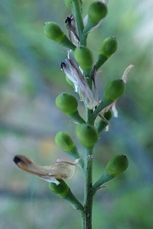 Fumaria capreolata \ Rankender Erdrauch / White Ramping Fumitory, Kos  10.4.2026