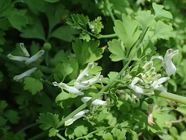 Fumaria macrocarpa \ Gro�fr�chtiger Erdrauch / Large-Fruited Fumitory, Kos Salt-Lake Alikes 9.4.2026
