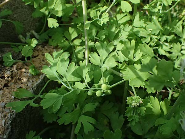 Fumaria macrocarpa \ Gro�fr�chtiger Erdrauch / Large-Fruited Fumitory, Kos Salt-Lake Alikes 9.4.2026