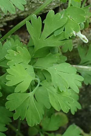 Fumaria macrocarpa \ Gro�fr�chtiger Erdrauch / Large-Fruited Fumitory, Kos Salt-Lake Alikes 9.4.2026