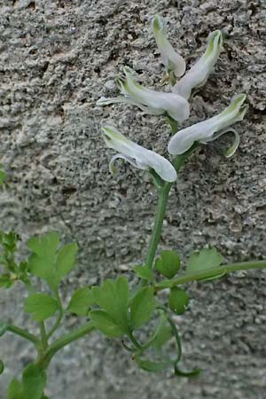 Fumaria macrocarpa \ Gro�fr�chtiger Erdrauch / Large-Fruited Fumitory, Kos Salt-Lake Alikes 9.4.2026