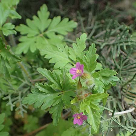 Geranium purpureum \ Purpur-Storchschnabel / Little Robin, Lesser Herb Robert, Kos Dikeos 14.4.2026