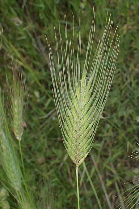 Dasypyrum villosum \ Zottiger Haar-Weizen / Mosquito Grass, Kos Psalidi 15.4.2026